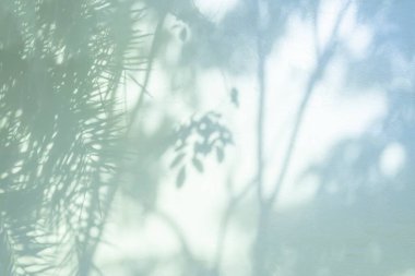 Ağaç gölgesi ve yaprak dalı. Doğa, arka plan duvar kâğıdı ve tasarımı için beyaz duvar dokusuna tropikal orman ağacı dalları karanlık gölge ve aydınlık bırakır.