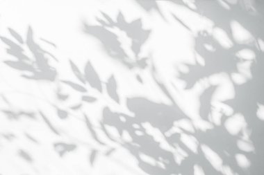 Yaprak gölgesi ve arka plandaki ışık. Doğa tropikal yapraklar ağaç dalları beyaz duvar dokusu üzerine güneş ışığı gölge gölge gölge yaprak mozaiği, grafik düzen, duvar kağıdı, arzu