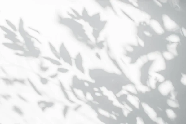 Тень Листьев Свет Фоне Размытия Стен Природа Тропических Листьев Деревьев — стоковое фото