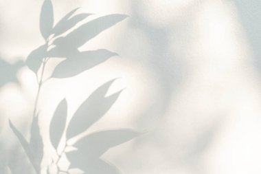 Yaprak gölgesi ve arka plandaki ışık. Doğa tropikal yapraklar ağaç dalları beyaz duvar dokusu üzerine güneş ışığı gölge gölge gölge yaprak mozaiği, grafik düzen, duvar kağıdı, arzu