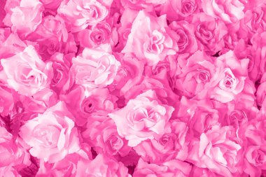 Pembe gül desenli arka plan. Güller çiçek buketi. 