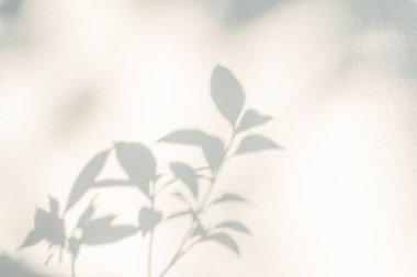 Gölge etkisi, beyaz duvardaki doğal yaprak ağaç dalının güneş ışığıyla örtülmüş. Doğa gölgesi ve ışık bulanık arkaplan, yeşillik modelleme, pankart grafik düzeni ve arzu için örtülü efekt