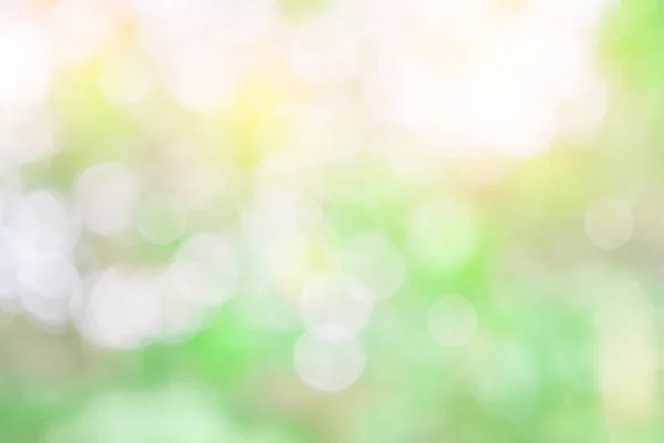 Naturen Suddar Gröna Blad Och Ljus Abstrakt Bakgrund Solljus Bokeh — Stockfoto