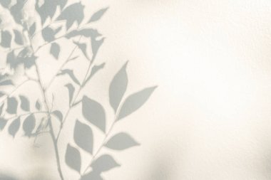 Yaprak gölgesi ve açık doğa tropikal arka plan. Doğal yapraklar, ağaç dalları ve üzerine güneş ışığı lekesi konmuş gölgeler. Yeşillik modellemesi için gölge örtüsü efekti, pankart grafik düzeneği