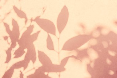 Beyaz duvar dokusunda yaprak gölgesi dalının pembe pastel arka planında, doğa pembe gül sarısı gölgesi efekti bırakır, alay eder ve arzu eder.