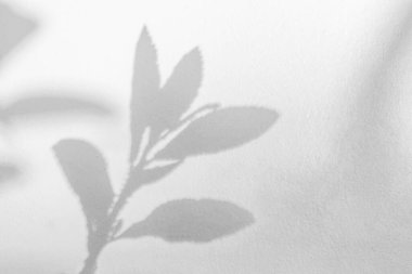 Yaprak gölgesi ve arka plandaki ışık. Doğa tropikal yapraklar ağaç dalları beyaz duvar dokusu üzerine güneş ışığı gölge gölge gölge yaprak mozaiği, grafik düzen, duvar kağıdı, arzu