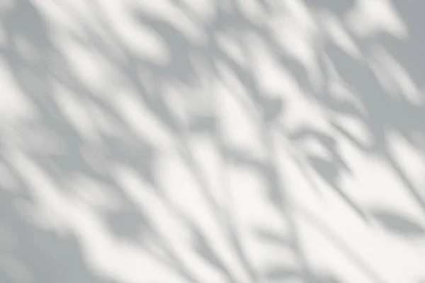 Ombra Sole Riflesso Foglie Giungla Grigio Scuro Ombra Foglia Illuminazione — Foto Stock