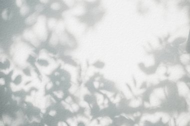 Yaprak gölgesi ve arka plandaki ışık. Doğa tropikal yapraklar ağaç dalları beyaz duvar dokusu üzerine güneş ışığı gölge gölge gölge yaprak mozaiği, grafik düzen, duvar kağıdı, arzu