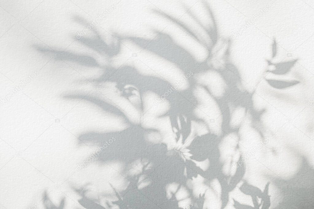 Leaf shadow and light on wall blur background. Nature tropical leaves tree branch plant shade sunlight on white wall texture shadow overlay effect foliage mockup, graphic layout, wallpaper, desig
