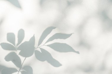 Yaprak gölgesi ve arka plandaki ışık. Doğa tropikal yapraklar ağaç dalları beyaz duvar dokusu üzerine güneş ışığı gölge gölge gölge yaprak mozaiği, grafik düzen, duvar kağıdı, arzu