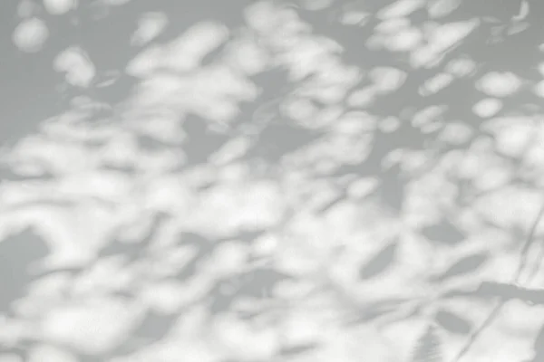 Sombra Luz Solar Reflexão Folhas Sombra Folha Escuridão Cinza Selva — Fotografia de Stock