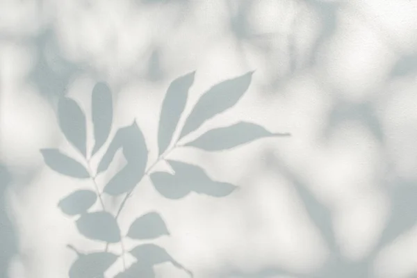 Leaf shadow and light on wall background. Nature tropical leaves tree branch plant shade sunlight on white wall for wallpaper, shadow overlay effect foliage mockup, graphic layout, wallpaper, desig