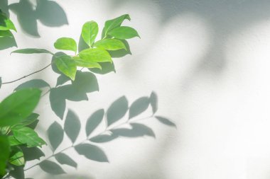 Yaprak gölgesi ve arka plandaki ışık. Doğal tropikal yapraklar bitki ve ağaç dalları. Arka plan duvar kağıdı ve tasarım için beyaz duvar dokusunda güneş ışığı var.