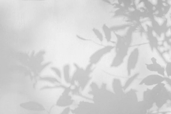 Leaf shadow and light on wall background. Nature tropical leaves tree branch plant shade sunlight on white wall for wallpaper, shadow overlay effect foliage mockup, graphic layout, wallpaper, desig