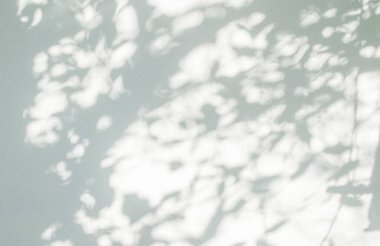 Ağaç gölgesi ve yaprak dalı. Doğa, arka plan duvar kâğıdı için beyaz duvar dokusuna tropikal orman ağacı dalları karanlık gölge ve aydınlık bırakır. Gölge etkisi