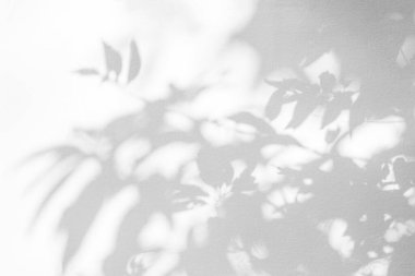 Yaprakların gölgesi ve güneş ışığı yansıması. Ormanın gri gölgesi ve aydınlatma beton duvarda, gölgeler efekt, model ve tasarım