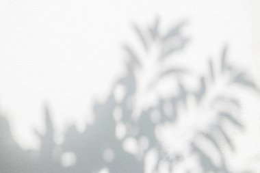 Yaprakların gölgesi ve güneş ışığı yansıması. Orman gri yaprak gölgesi ve duvar kâğıdı için aydınlatma, gölgeler efekti. Siyah ve beyaz sanatsal soyut arka grup