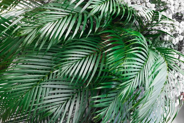 Тропічна Пальма Задньому Плані Природне Тропічне Вічнозелене Свіже Листя Квітковий — стокове фото