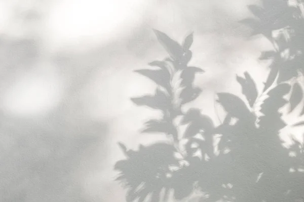 Sombra Luz Solar Reflexão Folhas Selva Cinza Escuro Folha Sombra — Fotografia de Stock