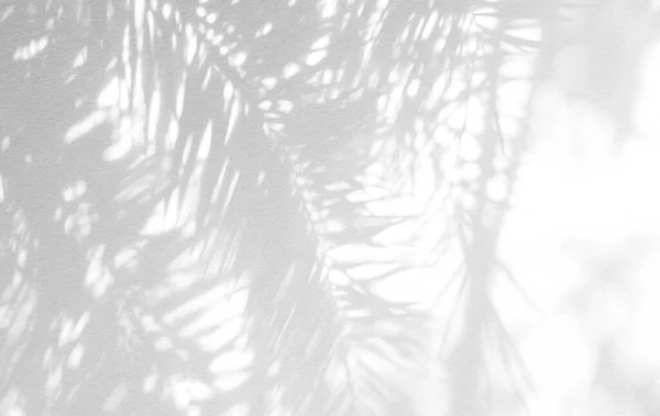 Palm leaf shadow and light on wall blur background. Sunshine and darkness of nature tropical leaves tree branch shadow forest