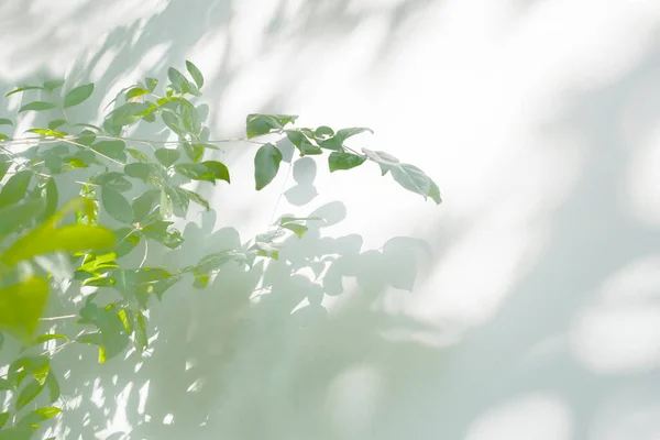 Sombra Hojas Reflejo Del Sol Hojas Plantas Verdes Oscuridad Gris — Foto de Stock