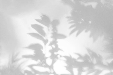 Yaprak gölgesi ve arka planda ışık. Doğa tropikal yapraklar ağaç dalları duvar kağıtları için güneş ışığını beyaz duvara yansıtır, gölge efekti modelleme, grafik düzenleme, duvar kağıdı, dekor