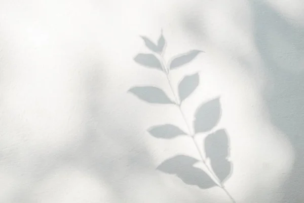 Leaf shadow and light on wall blur background. Nature tropical leaves tree branch plant shade sunlight on white wall texture shadow overlay effect foliage mockup, graphic layout, wallpaper, design