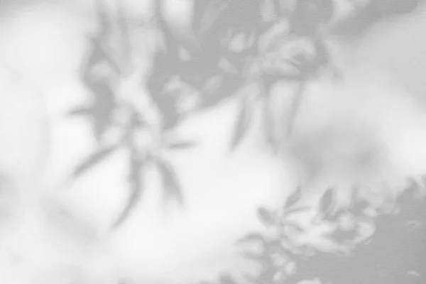Тінь Сонячне Світло Відображення Листя Джунглі Сірої Темряви Листя Тіні — стокове фото