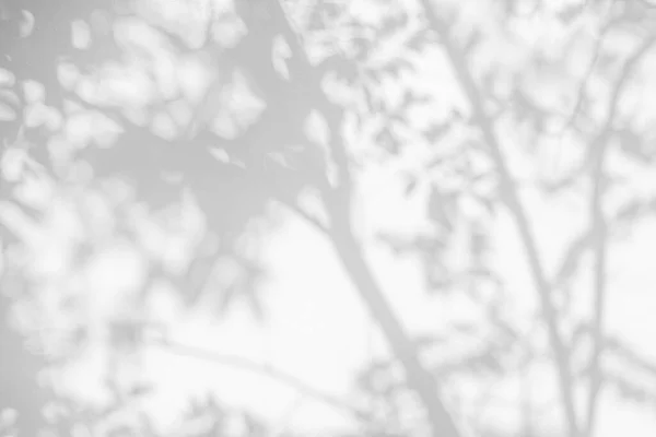 Ağaç Gölgesi Yaprak Dalı Doğa Tropikal Orman Ağacı Dalını Beyaz — Stok fotoğraf