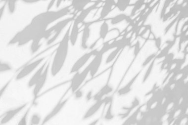 Yaprakların gölgesi ve güneş ışığı yansıması. Orman gri yaprak gölgesi ve duvar kâğıdı için aydınlatma, gölgeler efekti. Siyah ve beyaz sanatsal soyut arka grup