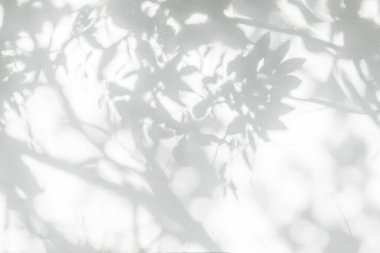 Ağaç gölgesi ve yaprak dalı. Doğa, arka plan duvar kâğıdı ve tasarımı için beyaz duvar dokusuna tropikal orman ağacı dalları karanlık gölge ve aydınlık bırakır.