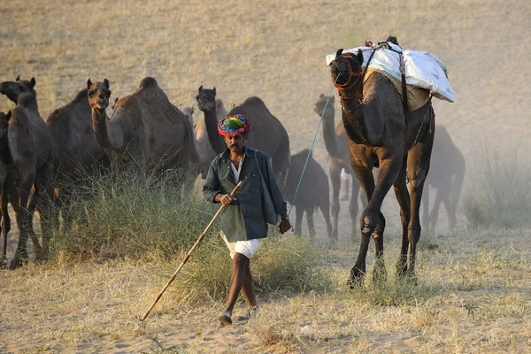 Camel Herder — Stockfoto