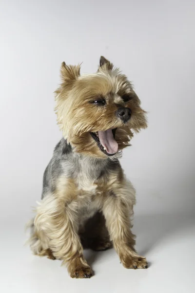 Cagnolino — Foto Stock