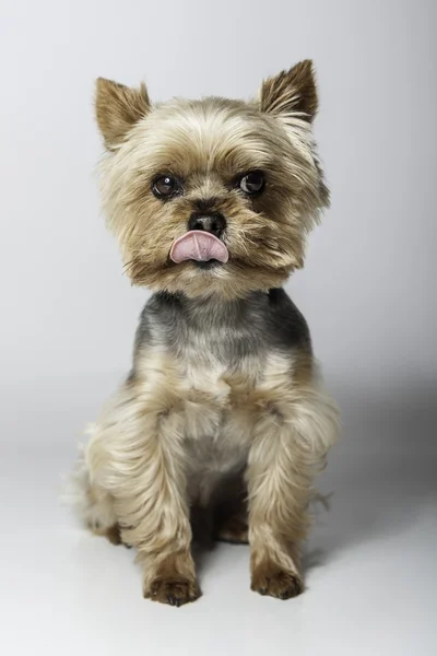 Cagnolino — Foto Stock