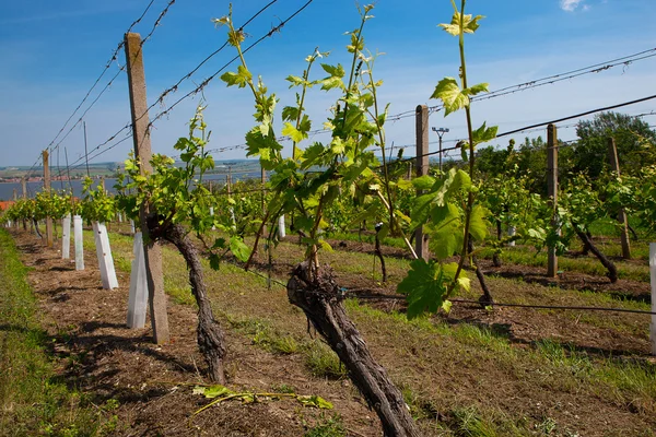 Виноградники в солнечный день, виноград весной — стоковое фото