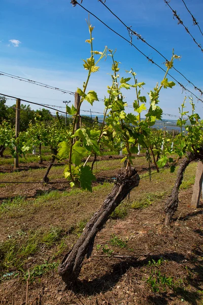 Viñedos en el día soleado, uvas en primavera — Foto de Stock