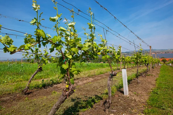 Vineyards at sunny day, grapes in spring — Stock Photo, Image