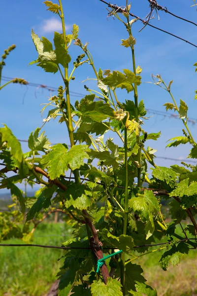 Szőlőültetvények napsütéses napon, szőlő, tavasszal — Stock Fotó
