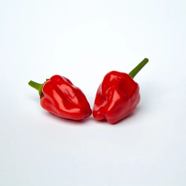 Chili pepper isolated on a white background — Stock Photo, Image