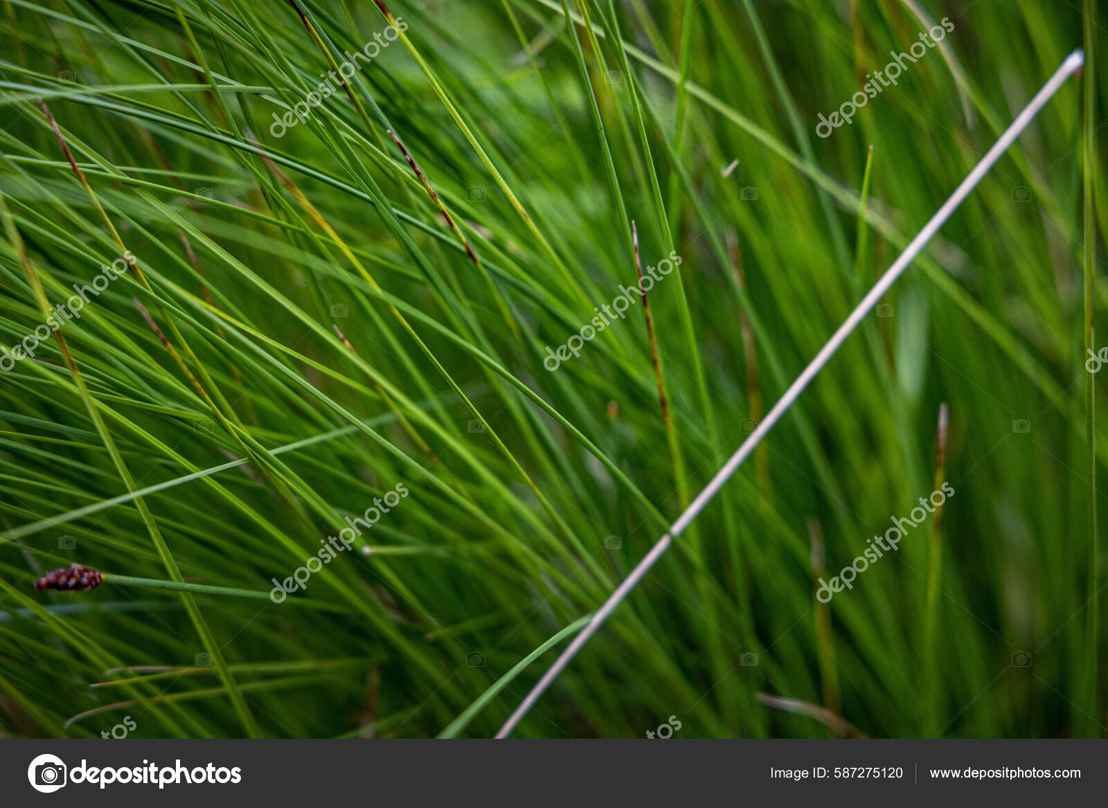 Very Dense Green Lush Grass Detail Stock Photo by ©fotoduki 587275120