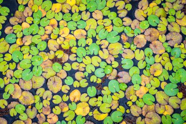 Küçük yeşil ve sarı su zambağı gölün yüzeyinde yapraklanır.
