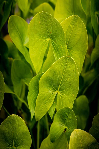 Detail Large Green Wet Leaves Tropical Plant — Stock fotografie