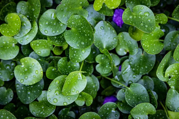 Wet Tropical Green Leafs Rain — Stock Photo, Image