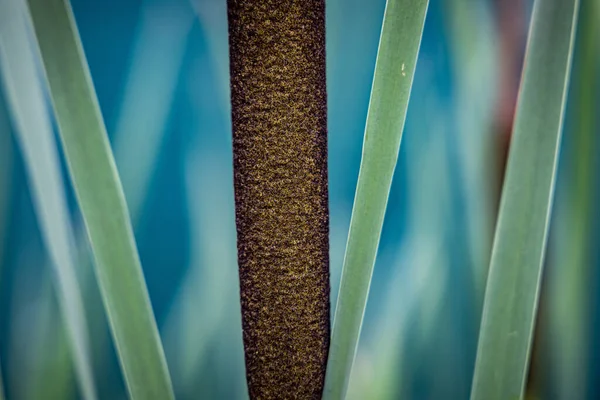 Duży Szczegół Zielonej Brązowej Niebieskiej Trawy Łące — Zdjęcie stockowe