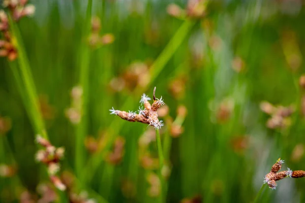 Detail Green Brown Grass Meadow — Stock Photo, Image