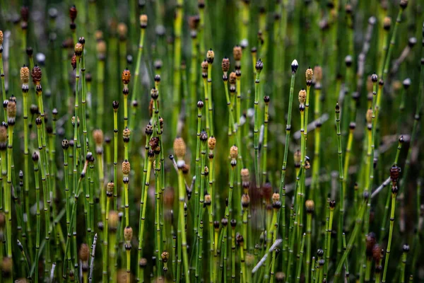 Dettaglio Erba Verde Marrone Sul Prato — Foto Stock