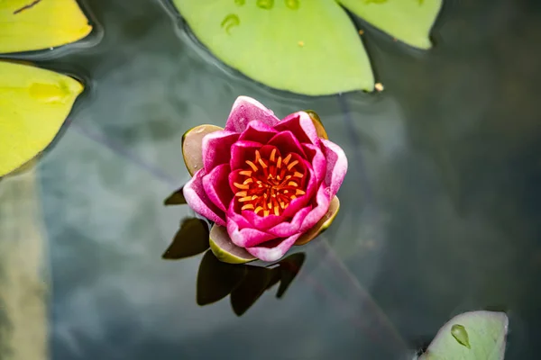 Pink Water Lily Flower Water Surface —  Fotos de Stock