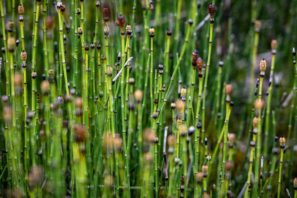 Szczegóły Zielonej Brązowej Trawy Łące — Zdjęcie stockowe