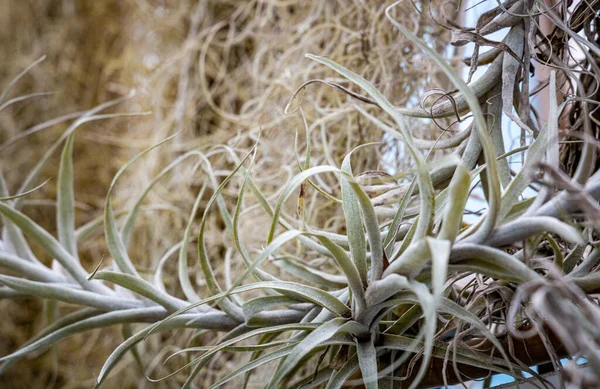 Detalle Planta Seca Suculenta Tropical Grande — Foto de Stock