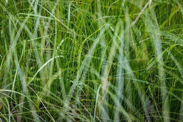 Erba Lussureggiante Verde Molto Densa Dettaglio — Foto Stock